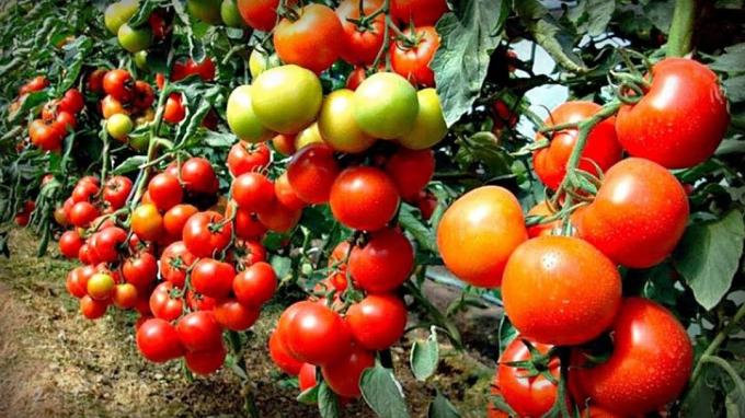 Vanha Isoäidin menetelmä ilman kemiaa, joka on auttanut lisätä munasarjojen tomaateissa