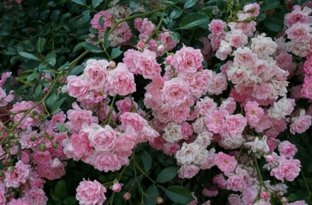 Groundcover ruusut kukkivat versot eri-ikäisiä