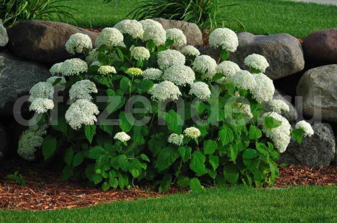 Valkoinen Hortensia pensaita. Havainnollistamiseen artikkeli käytetään tavallisen ajokortin © ofazende.ru