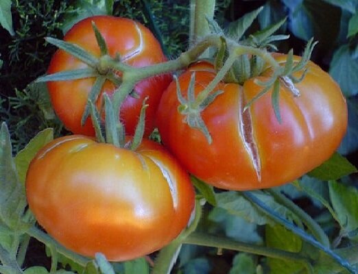 2 virhe kasvaa tomaatit, jonka vuoksi hedelmät alkavat halkeilla