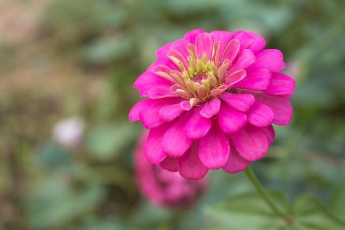 Kasvamme zinnias: Viisi syytä suosio kukkien