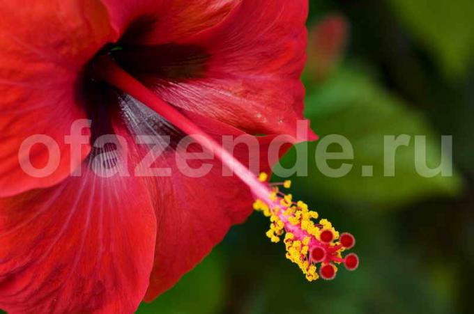 Kiinalainen ruusu, yksi suosikkini värejä. Havainnollistamiseen artikkeli käytetään tavallisen ajokortin © ofazende.ru
