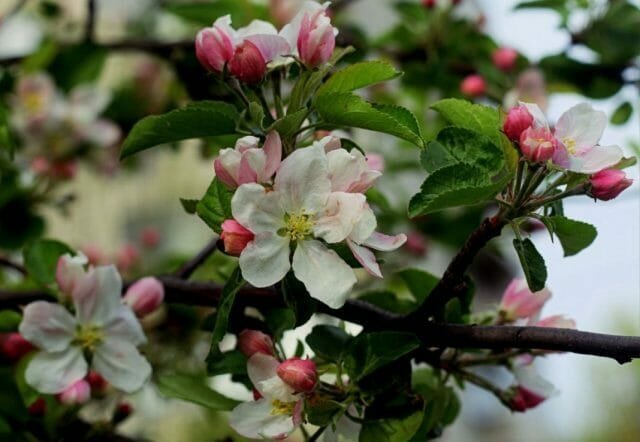 Omenapuu kukkii