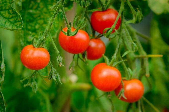 Harvest tomaatit. Havainnollistamiseen artikkeli käytetään tavallisen ajokortin © ofazende.ru