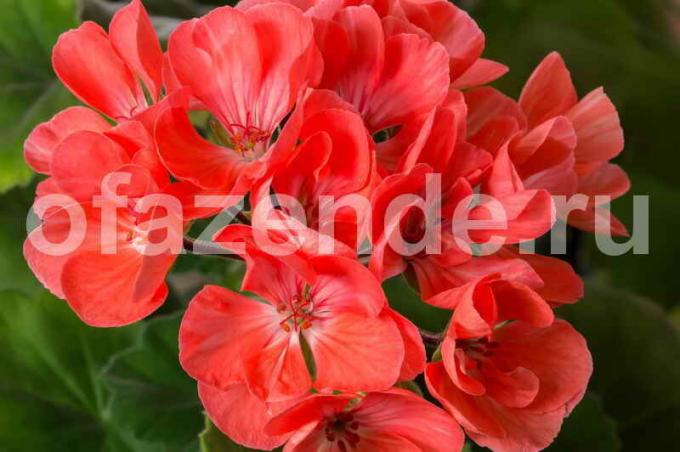 Hyvä lannoite pelargoniat