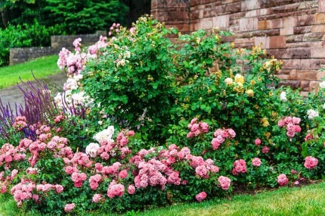 Miten luoda tyylikäs kukka ruusuilla - valinta lajikkeiden, hoidon säännöt