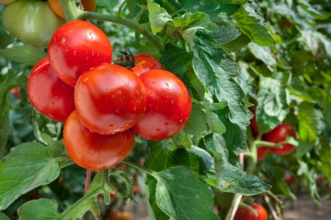 Kypsiä tomaatteja. Havainnollistamiseen artikkeli käytetään tavallisen ajokortin © ofazende.ru