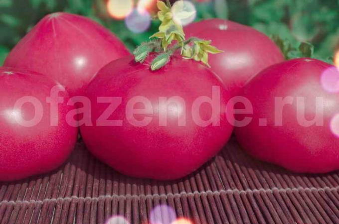 Vintage vaaleanpunainen tomaatit. Havainnollistamiseen artikkeli käytetään tavallisen ajokortin © ofazende.ru