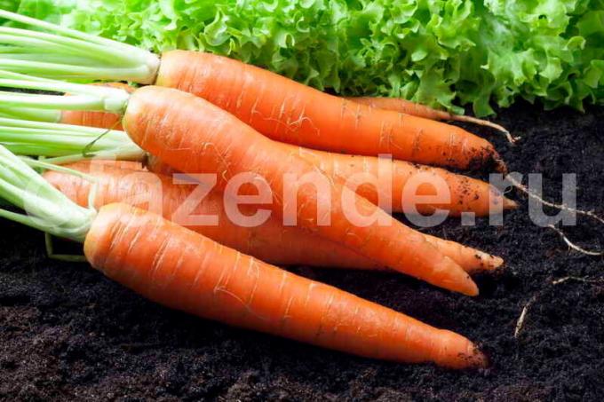 Harvest porkkanoita. Havainnollistamiseen artikkeli käytetään tavallisen ajokortin © ofazende.ru