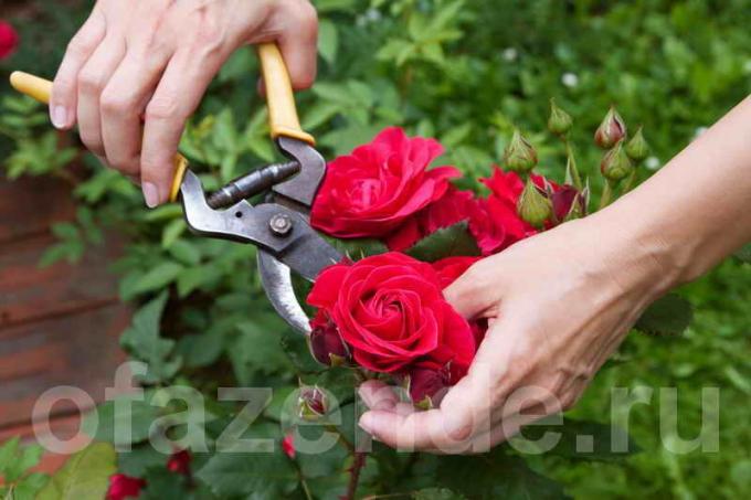 Leikkaaminen ruusut (Kuva käytetään alle standardin lisenssillä © ofazende.ru)