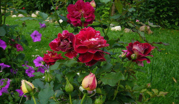 Hyödyllisiä naapurit ruusut: se on parasta kasvien vieressä kukkia