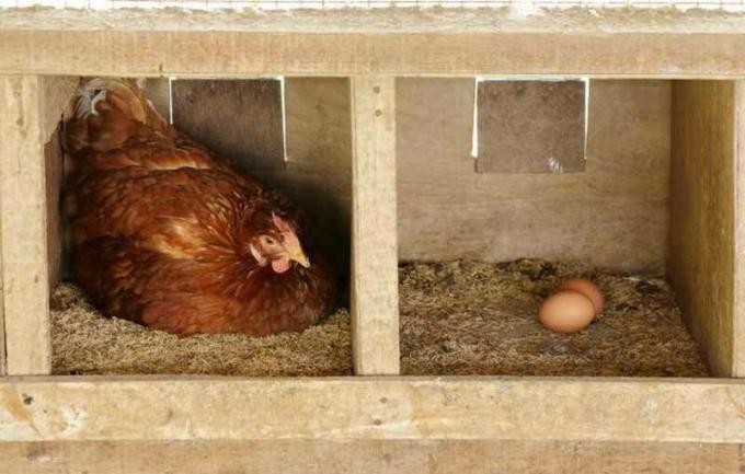 Kuori munat koti enää käyttökelpoisia yhdisteitä
