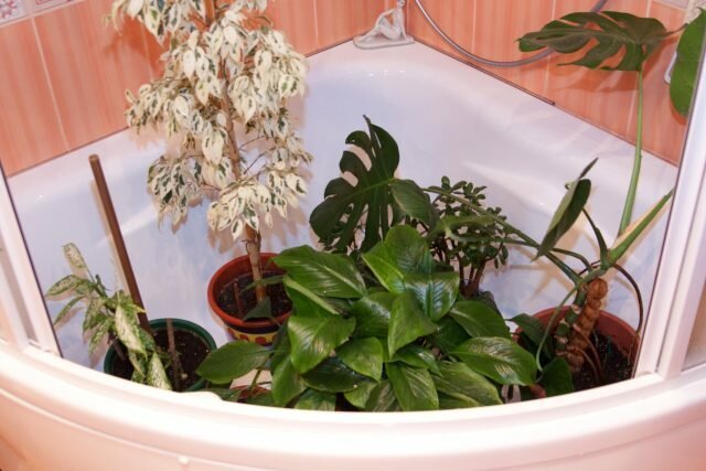 Kuumaa suihkua huonekasveja: paljastaa salaisuudet