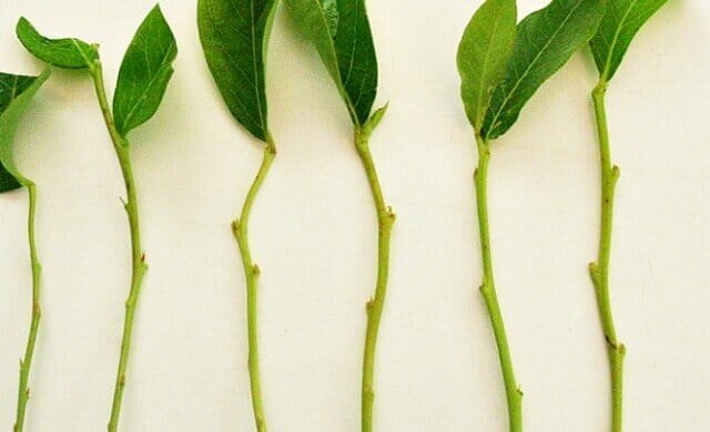 Henkilökohtainen kokemus: miten levittää kasveille vihreä pistokkaita trudnoukorenyaemye
