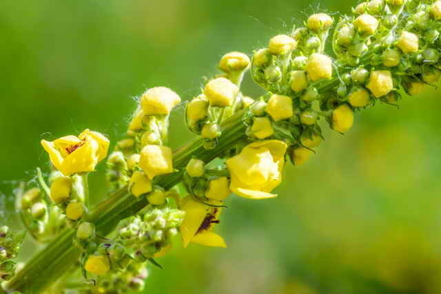 Semi-ikivihreä monivuotinen keltaisia ​​kukkia