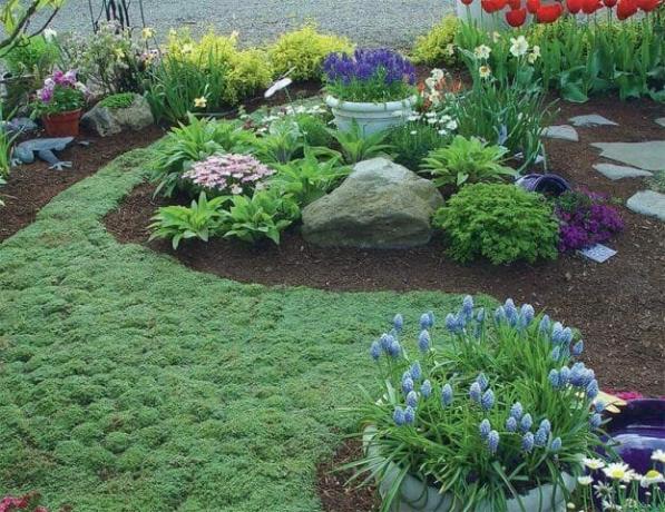 Matto groundcover kasveja: kukinnan nurmikko vaihtoehto - vinkkejä puutarhurit