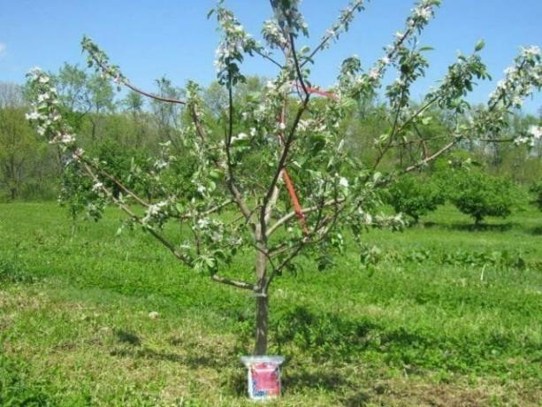 Kolmivuotinen omenapuun. Kukkii, mutta ei hedelmiä
