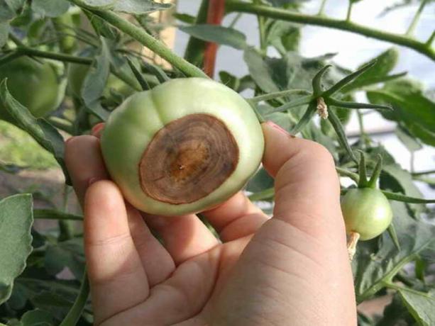 Miten estää muodostumista vihannes tontteja apikaalisella rot tomaatteja