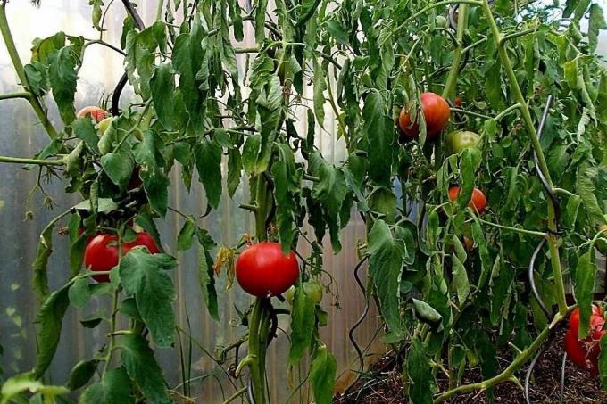 Suuria virheitä viljelyn tomaatit, jonka vuoksi saantoa voidaan merkittävästi vähentää