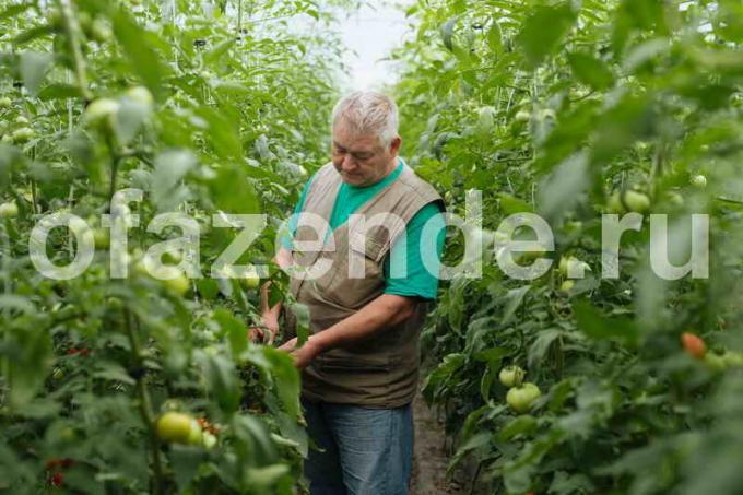 Kasvava tomaatit. Havainnollistamiseen artikkeli käytetään tavallisen ajokortin © ofazende.ru