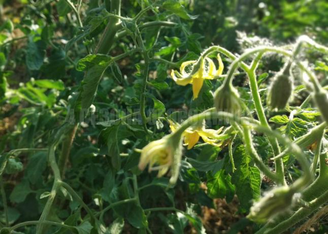 Miten soveltaa yläosien tomaattien eduksi puutarha: 5 parhaita tapoja puolestaan ​​jätteiden voitolliseksi