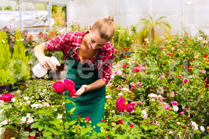 Kasvava ruusuja. Havainnollistamiseen artikkeli käytetään tavallisen ajokortin © ofazende.ru