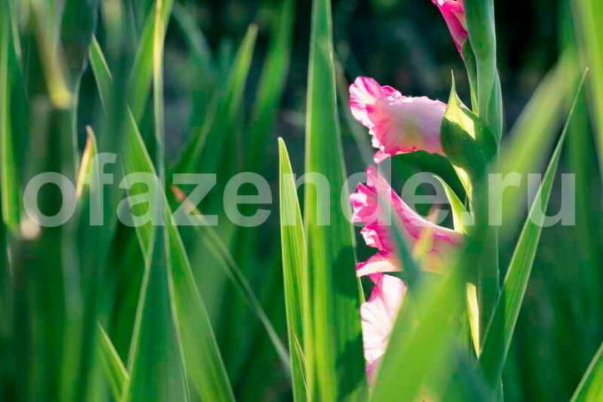 Kasvava Gladiolus. Havainnollistamiseen artikkeli käytetään tavallisen ajokortin © ofazende.ru