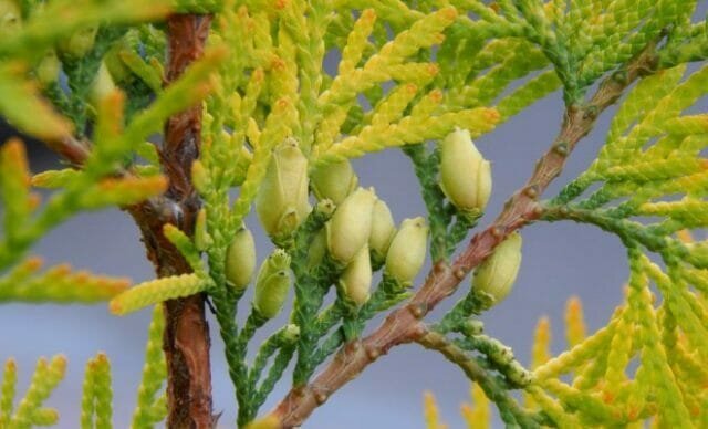 Thuja kellastuneet talven jälkeen - mitä tehdä, miten auttaa kasvien