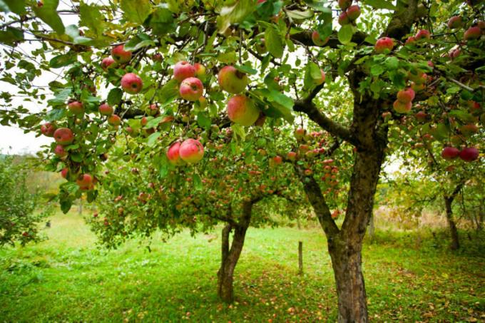 Monet puutarhurit joutuvat tällainen ongelma, kun omenat mätänemään omena. Havainnollistamiseen artikkeli käytetään tavallisen ajokortin © ofazende.ru