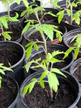 Keltaisia ​​lehtiä tomaatteja kasvihuoneessa ja avomaalla: mitä tehdä?