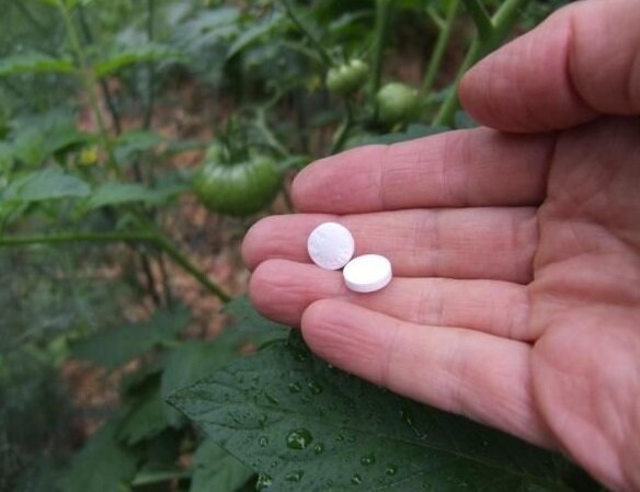 Miten lisätä tuottavuutta ja hoitaa kasveja härmäsieneen aspiriinin
