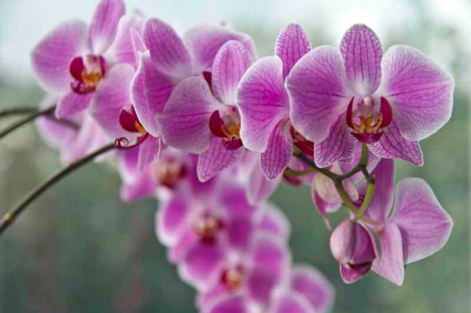 Kukinta orkideat. Havainnollistamiseen artikkeli käytetään tavallisen ajokortin © ofazende.ru