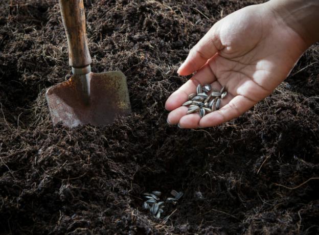 Maaperän ja siemenet valmiina istutusta. Havainnollistamiseen artikkeli käytetään tavallisen ajokortin © ofazende.ru