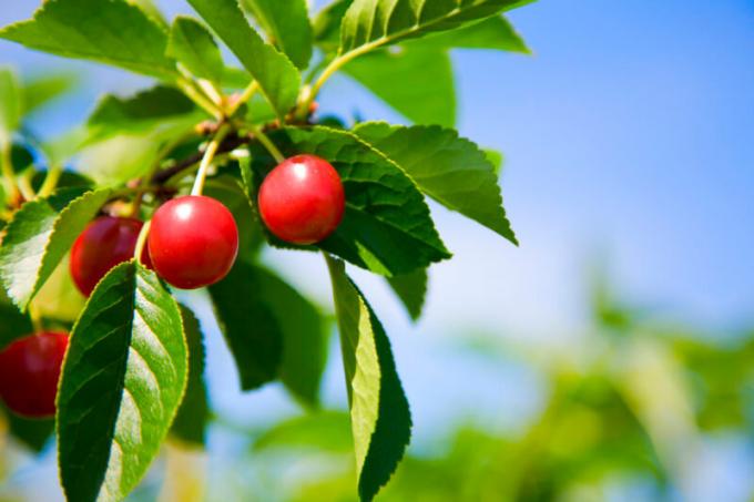 Irtoaminen hedelmien kirsikat ja kirsikoita. Havainnollistamiseen artikkeli käytetään tavallisen ajokortin © ofazende.ru