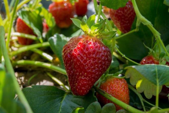 Strawberry hyvää hedelmää ja tyytyväisiä omistajia runsaan sadon yli vuoden, sinun täytyy tietää, miten ja mitä lannoittaa kunnolla. Havainnollistamiseen artikkeli käytetään tavallisen ajokortin © ofazende.com