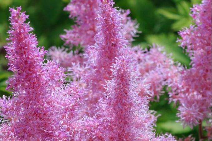 Arends Astilbe