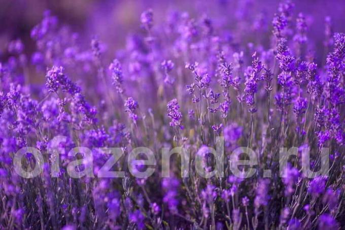 28 lajia Lavender oman puutarhan: kuvaus ja salaisuudet kasvaa