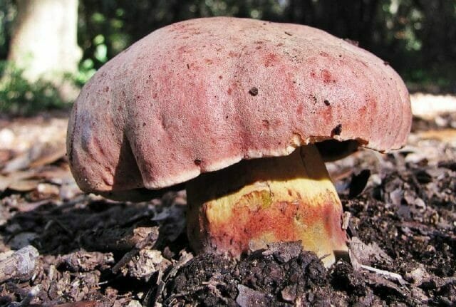 saatanallinen sieni