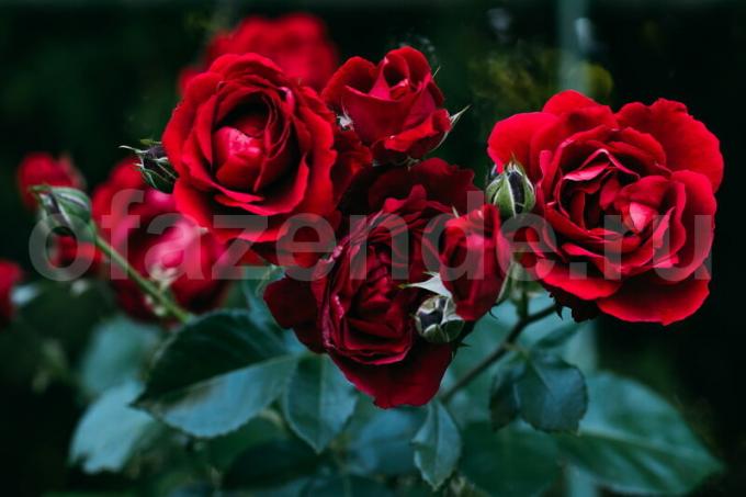 Kasvava ruusuja. Havainnollistamiseen artikkeli käytetään tavallisen ajokortin © ofazende.ru