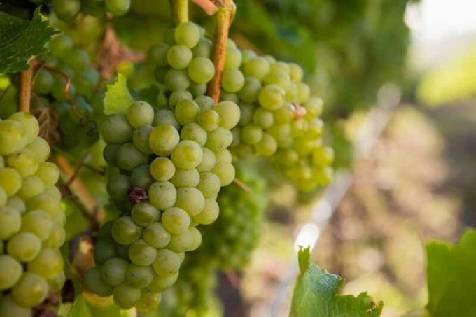Miten kasvaa viinirypäleitä ilman liikaa vaivaa