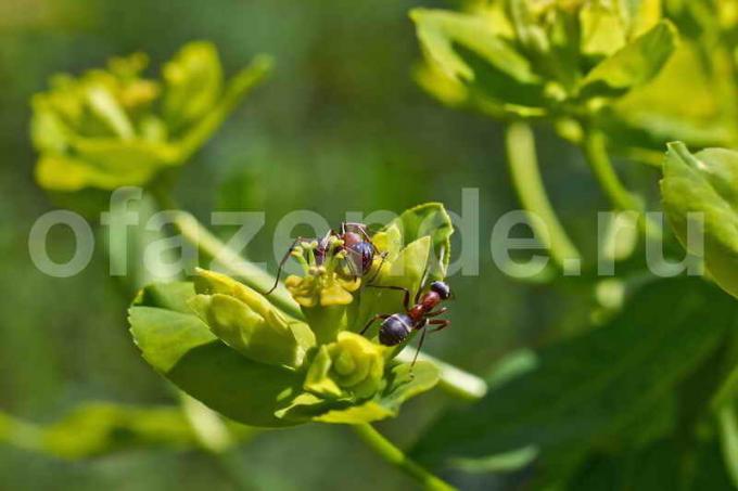 Puutarha muurahaisia. Havainnollistamiseen artikkeli käytetään tavallisen ajokortin © ofazende.ru