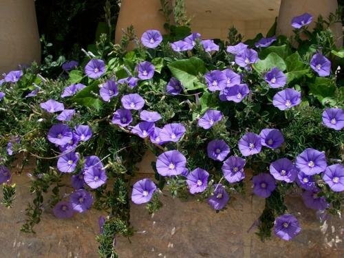 Kukat ovat tumman violetti. Havainnollistamiseen tämä artikkeli on otettu Internet