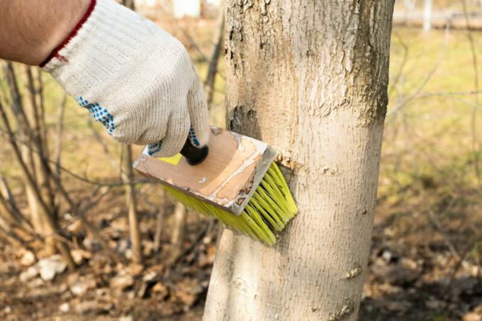 puu kaunistelemaan suojaamaan takakonttiin. Havainnollistamiseen artikkeli käytetään tavallisen ajokortin © ofazende.ru