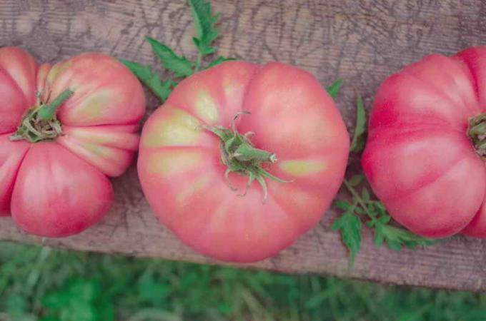 Vaaleanpunainen tomaatit. Havainnollistamiseen artikkeli käytetään tavallisen ajokortin © ofazende.ru