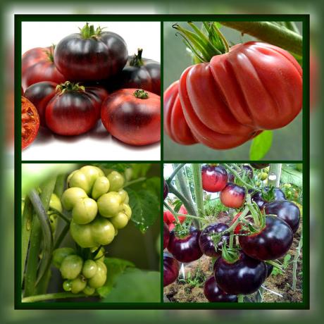 4 lajikkeiden tomaatteja, mikä varmasti yllättää sen ainutlaatuisuus ja high yield