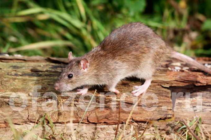 Eroon rottien puutarhassa maahan: edullinen humaanilla