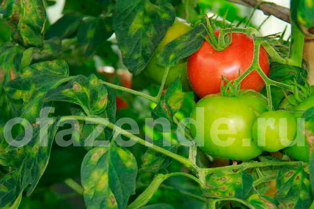 Keltaisia ​​lehtiä tomaatin. Havainnollistamiseen artikkeli käytetään tavallisen ajokortin © ofazende.ru