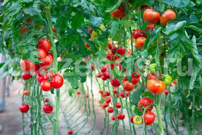 Kasvava tomaatit. Havainnollistamiseen artikkeli käytetään tavallisen ajokortin © ofazende.ru