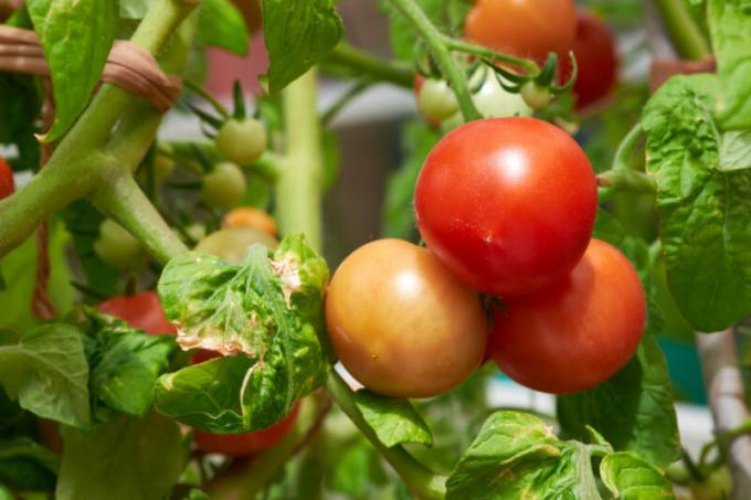 "Rusty" brown-ruskeita pilkkuja lehdille tomaattien sanoa, että istutus kiireellisesti tehokasta apua. Havainnollistamiseen artikkeli käytetään tavallisen ajokortin © ofazende.com