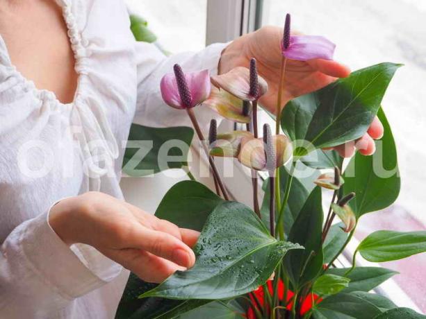 Kasvava huonekasveja. Havainnollistamiseen artikkeli käytetään tavallisen ajokortin © ofazende.ru